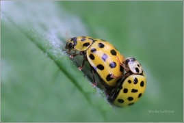<p>SLUNÉČKO DVAADVACETITEČNÉ (Psyllobora vigintiduopunctata) ---- /22-spot ladybird - Zweiundzwanzigpunkt-Marienkäfer/</p>